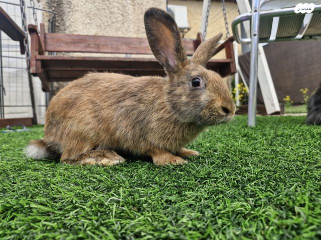 תמונת מודעה - חיות מחמד