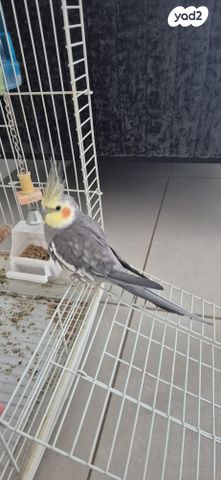 תמונת מודעה - חיות מחמד