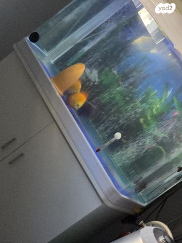 תמונת מודעה - חיות מחמד