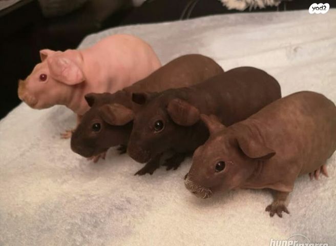 תמונת מודעה - חיות מחמד