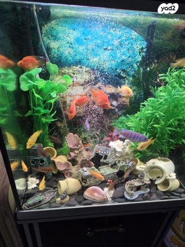 תמונת מודעה - חיות מחמד