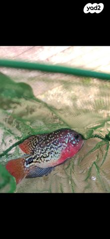 תמונת מודעה - חיות מחמד