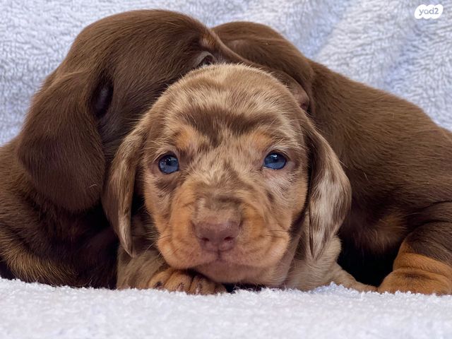 תמונת מודעה - חיות מחמד