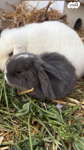 תמונת מודעה - חיות מחמד