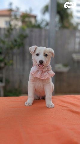 תמונת מודעה - חיות מחמד