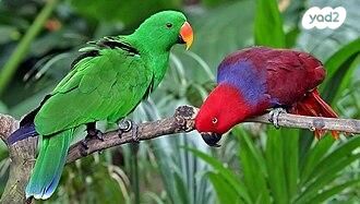 תמונת מודעה - חיות מחמד