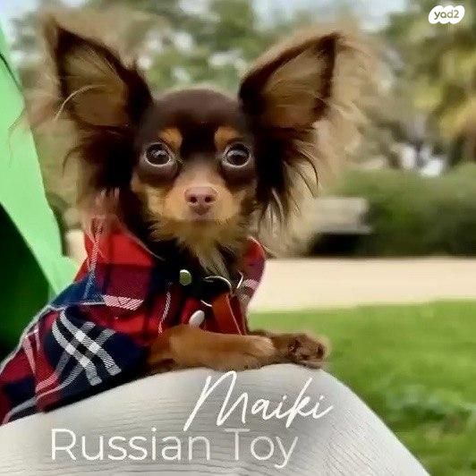 תמונת מודעה - חיות מחמד