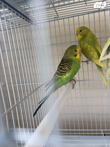 תמונת מודעה - חיות מחמד