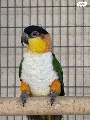 תמונת מודעה - חיות מחמד