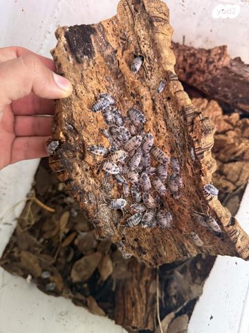 תמונת מודעה - חיות מחמד