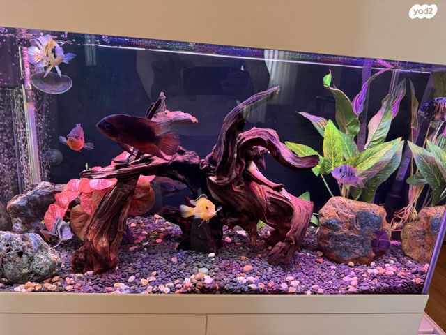 תמונת מודעה - חיות מחמד