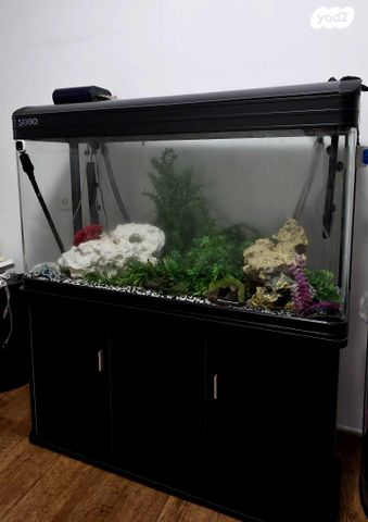 תמונת מודעה - חיות מחמד