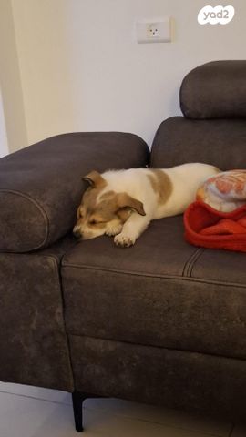 תמונת מודעה - חיות מחמד