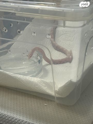 תמונת מודעה - חיות מחמד