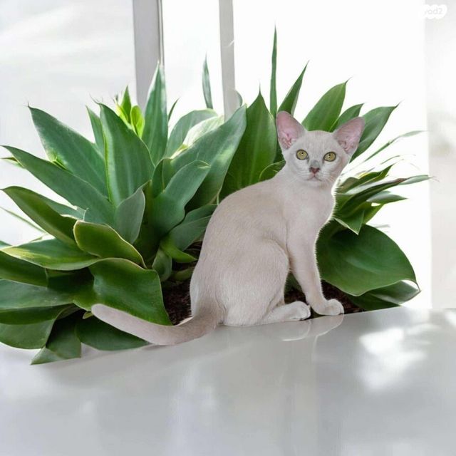 תמונת מודעה - חיות מחמד