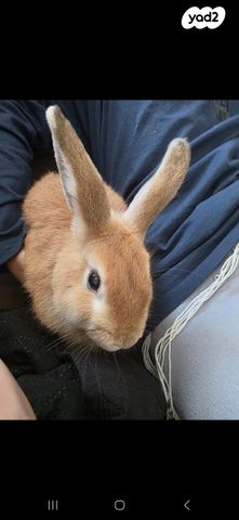 תמונת מודעה - חיות מחמד