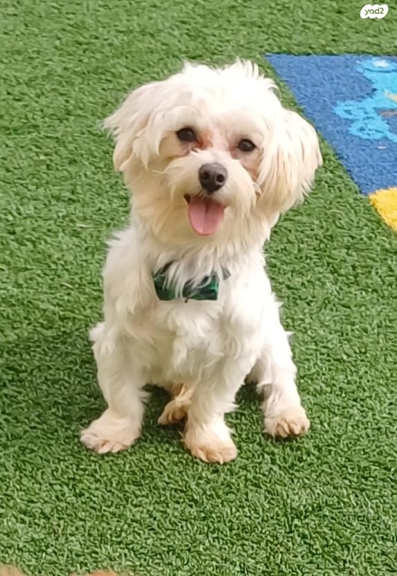 תמונת מודעה - חיות מחמד