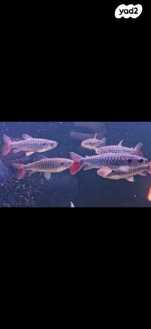 תמונת מודעה - חיות מחמד