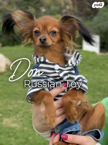 תמונת מודעה - חיות מחמד