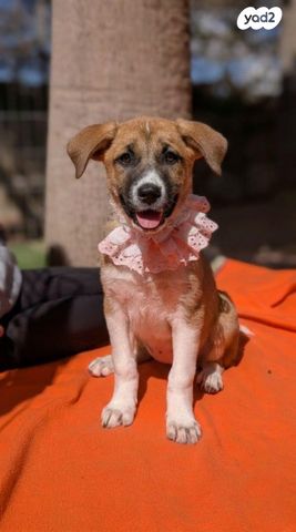 תמונת מודעה - חיות מחמד