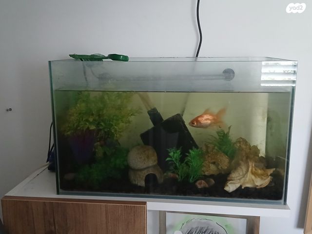 תמונת מודעה - חיות מחמד