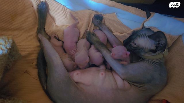 חתול ספינקס