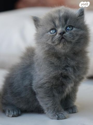 תמונת מודעה - חיות מחמד