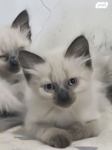 תמונת מודעה - חיות מחמד