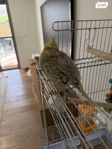 תמונת מודעה - חיות מחמד