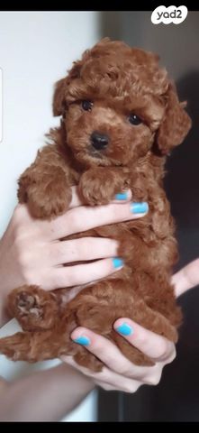 תמונת מודעה - חיות מחמד