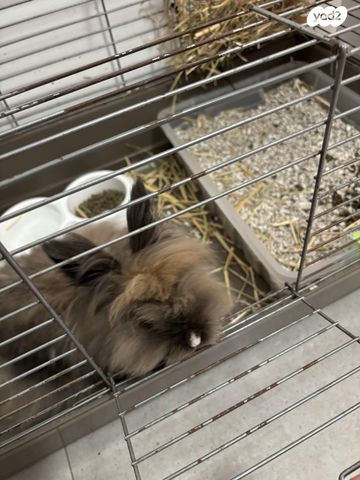 תמונת מודעה - חיות מחמד