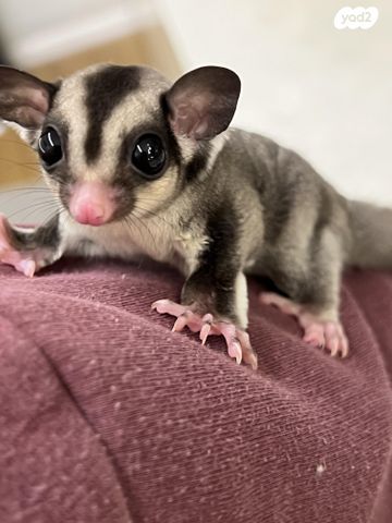 תמונת מודעה - חיות מחמד