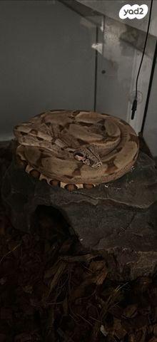 תמונת מודעה - חיות מחמד