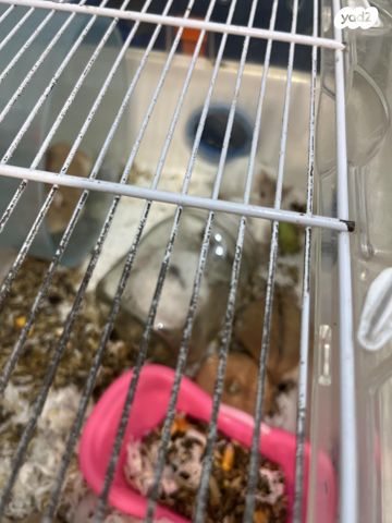 תמונת מודעה - חיות מחמד