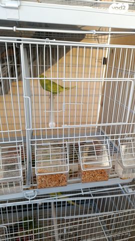 תמונת מודעה - חיות מחמד