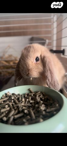 תמונת מודעה - חיות מחמד