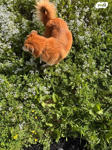תמונת מודעה - חיות מחמד