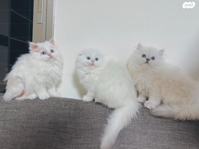 תמונת מודעה - חיות מחמד