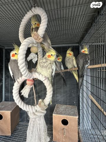 תמונת מודעה - חיות מחמד