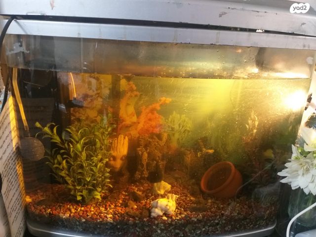 תמונת מודעה - חיות מחמד