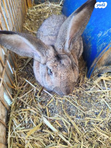 תמונת מודעה - חיות מחמד