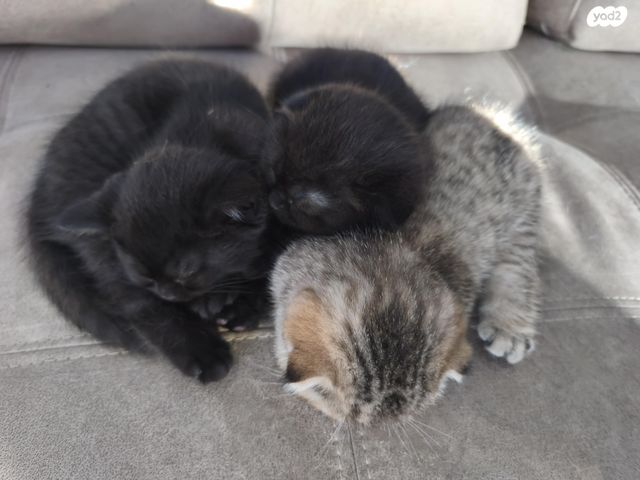 תמונת מודעה - חיות מחמד