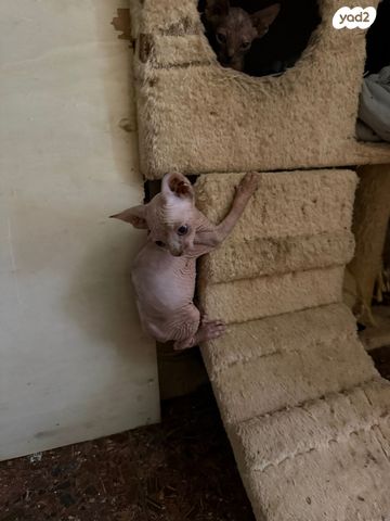 תמונת מודעה - חיות מחמד