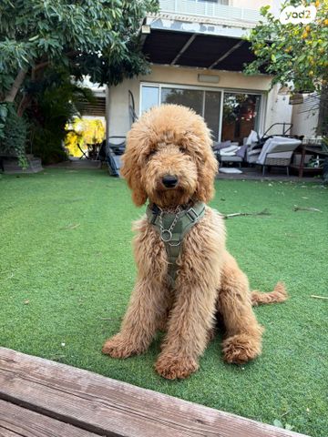 תמונת מודעה - חיות מחמד