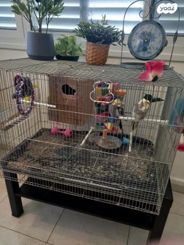 תמונת מודעה - חיות מחמד