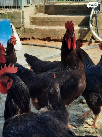 תמונת מודעה - חיות מחמד