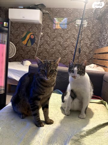 תמונת מודעה - חיות מחמד