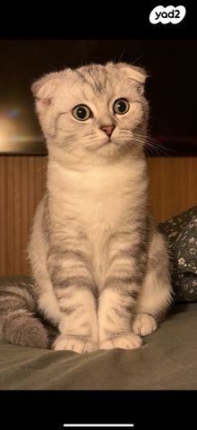 תמונת מודעה - חיות מחמד