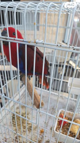 תמונת מודעה - חיות מחמד