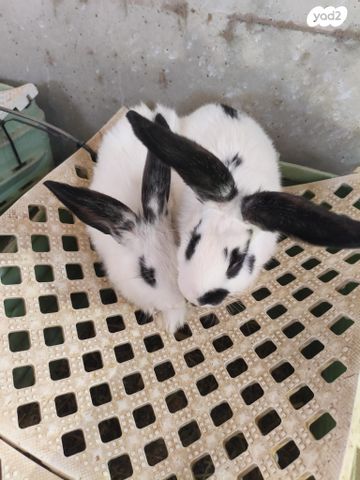 תמונת מודעה - חיות מחמד